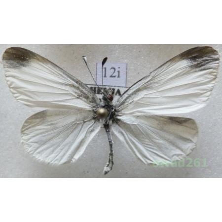 Leptidea sinapis (Linnaeus, 1758) Czech12i